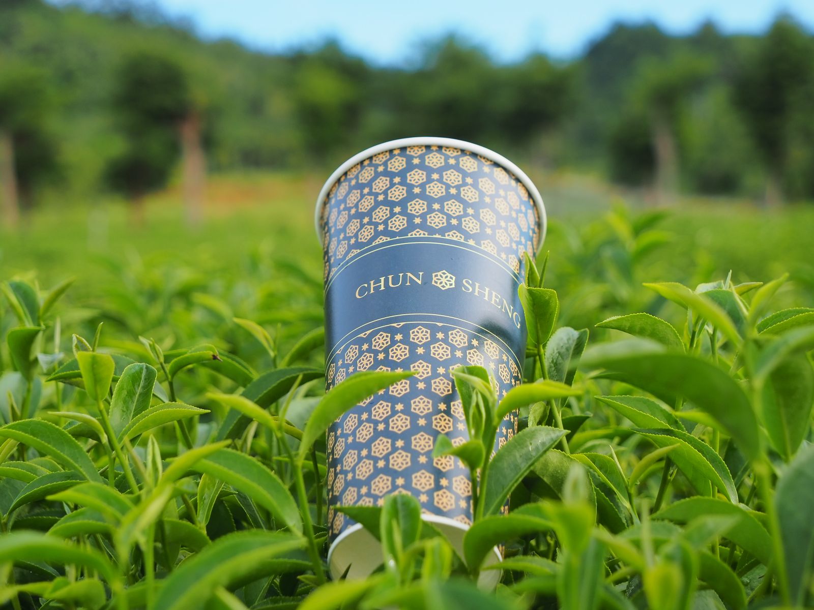 春盛拾光 有機茶園展示圖｜iTQi 得獎茶飲